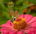 /album/motyli/img-7995-a-jpg/